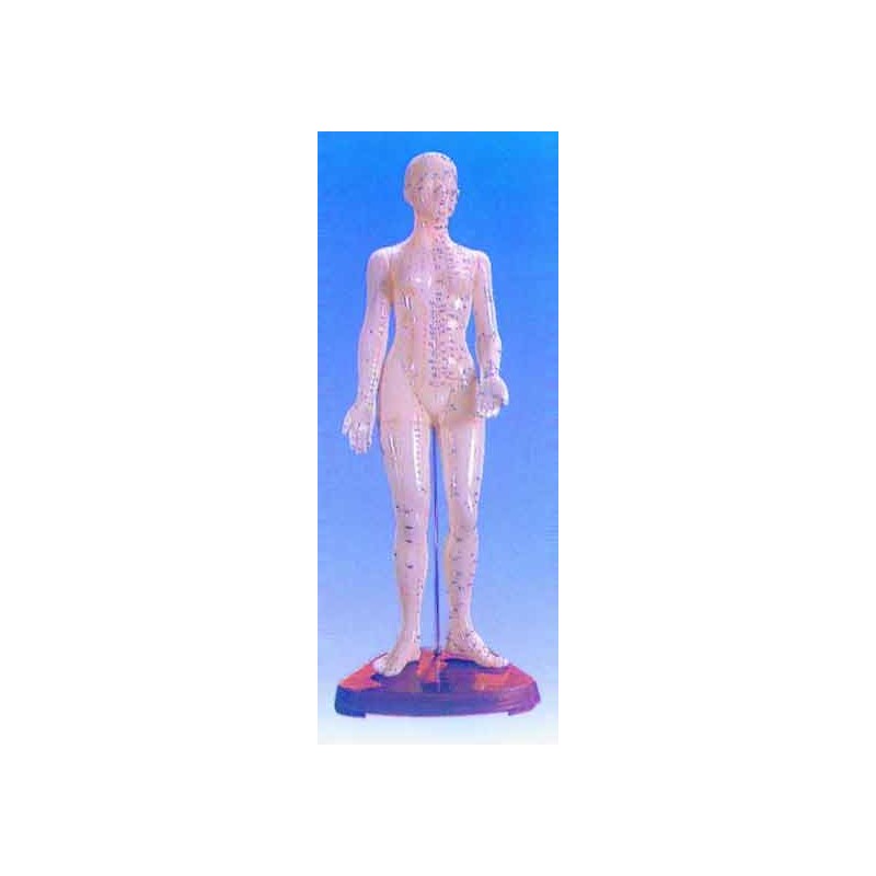 10009 Modello del corpo umano  Femminile con indicati gli agopunti Ed i meridiani (45cm)