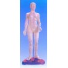 10009 Modello del corpo umano  Femminile con indicati gli agopunti Ed i meridiani (45cm)