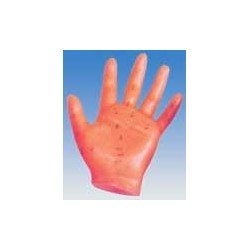 10006 Modello della mano...