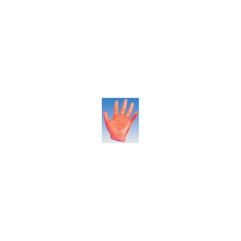 10006 Modello della mano (scala 1.1)