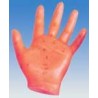 10006 Modello della mano (scala 1.1)