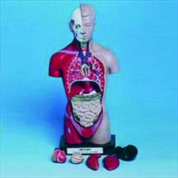 10000 Modello torso umano