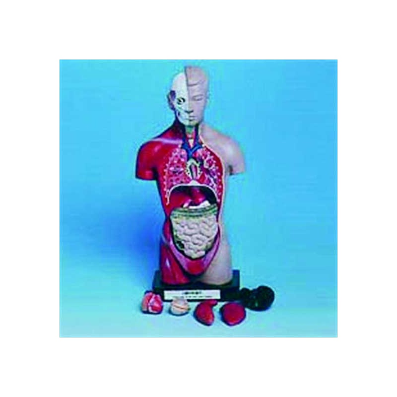 10000 Modello torso umano