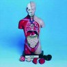 10000 Modello torso umano
