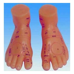 10042 Massage Foot Model