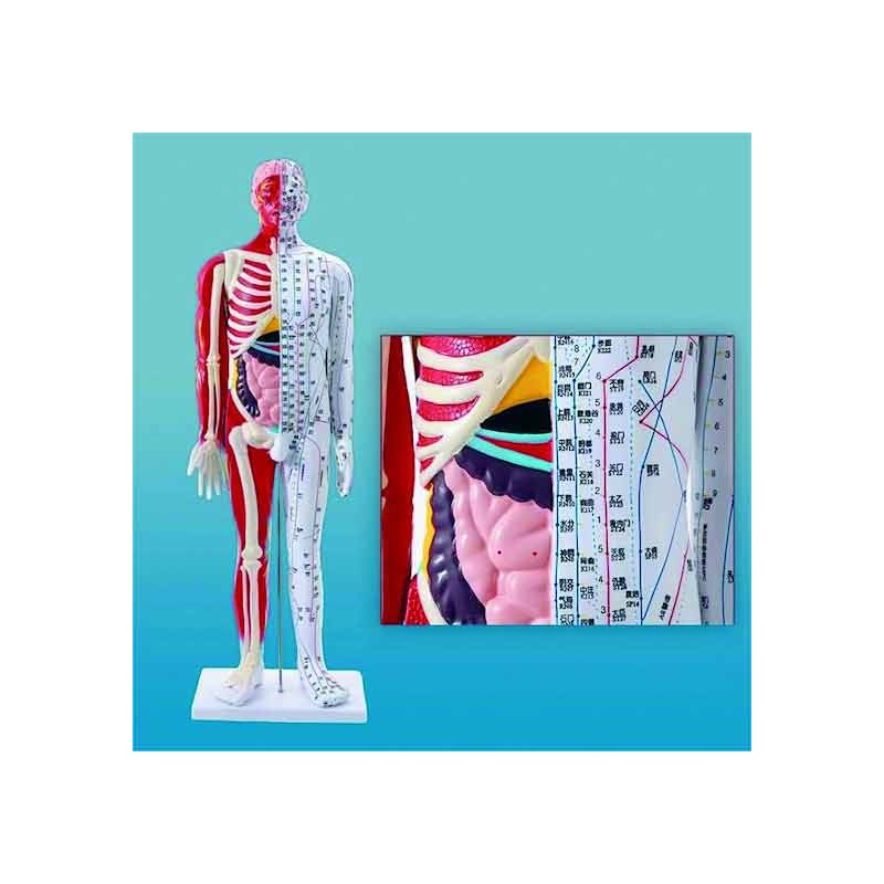 10052 Modello (85cm)