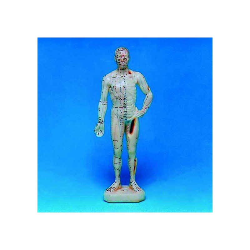 10008 Modello del corp umano Con indicati gli agopunti (26cm)